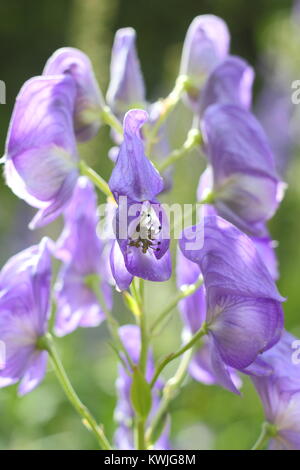 Hooded Blumen der Eisenhut (Aconitum napellus), eine giftige hohe Staude, blühen in einem Garten Grenze, England, Großbritannien Stockfoto