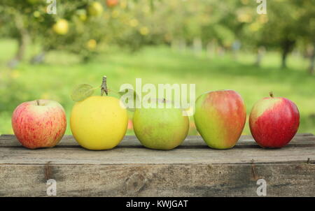 Britische Apfelsorten auf einer Kiste in einem englischen Orchard (L-R: Malus Domestica Jagd Haus, Greensleeves, Edward VII, Helmsley Markt, Saturn). Stockfoto