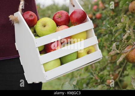 Reife äpfel werden in einer dekorativen Holzkiste von einer Frau, die in einer englischen Orchard geerntet, Anfang Herbst (Oktober), UK Stockfoto