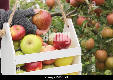 Reife äpfel werden in einer dekorativen Holzkiste von einer Frau, die in einer englischen Orchard geerntet, Anfang Herbst (Oktober), UK Stockfoto