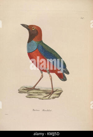 Nouveau Recueil de Planches coloriées d'oiseaux (10330291054) Stockfoto