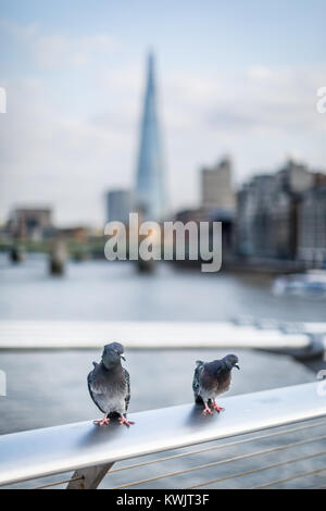 Zwei Tauben Sitzen auf dem Geländer der Millennium Bridge, der Shard in der Ferne gesehen werden kann. Stockfoto