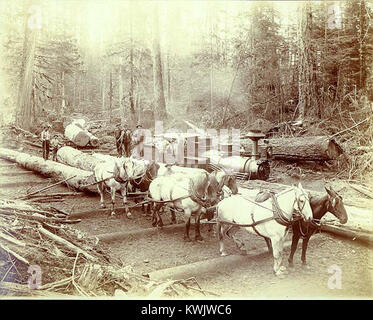 Dieses Foto von ca. 1900 zeigt eine Crew im Bundesstaat Washington, die ein Team von Zugpferden verwendet, um Baumstämme vom Wald bis zur Landung zu befördern, was vormechanisierte Holzfälltechniken im pazifischen Nordwesten darstellt. Stockfoto