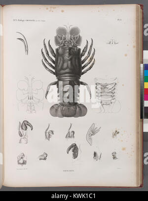 Eine wissenschaftliche Studie über Krebstiere mit Schwerpunkt auf Hummern, in der ihre Anatomie, Physiologie und Verhaltensmuster beschrieben werden; im Rahmen einer zoologischen Forschungssammlung. Stockfoto