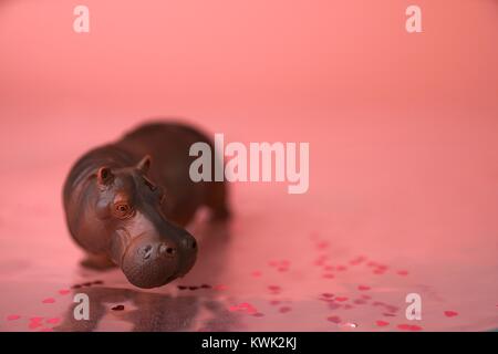 Hippos für Valentines Tag und andere Veranstaltungen Herzen Stockfoto