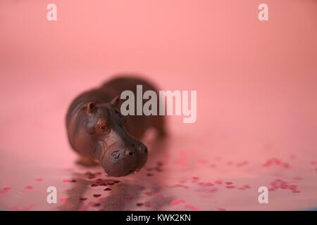 Hippos für Valentines Tag und andere Veranstaltungen Herzen Stockfoto