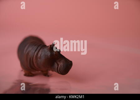 Hippos für Valentines Tag und andere Veranstaltungen Herzen Stockfoto