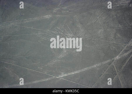 Luftbild des Vogels Abbildung bei Nazca Linien aus dem Flugzeug gesehen, Nazca Lines, Peru Stockfoto