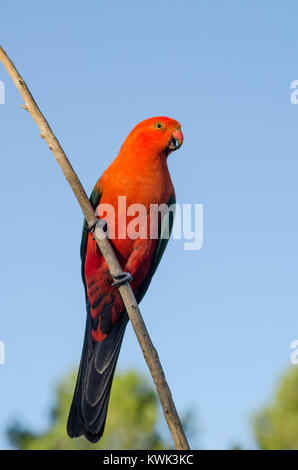 Australischen männlichen König Parrot, alisterus scapularis. Stockfoto