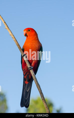 Australischen männlichen König Parrot, alisterus scapularis. Stockfoto