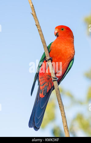 Australischen männlichen König Parrot, alisterus scapularis. Stockfoto