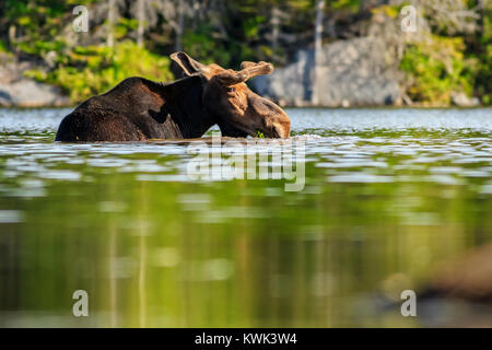 Ein Bull Moose sein Frühstück im Zentrum von Sandy Stream Teich genießt. Stockfoto