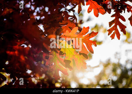 Helle Sonne durch rote Eiche Blätter glänzend im Herbst Stockfoto