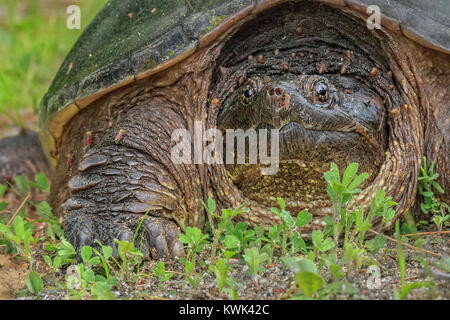 Eine gemeinsame Snapping Turtle wird durch Moskitos bombardiert. Stockfoto