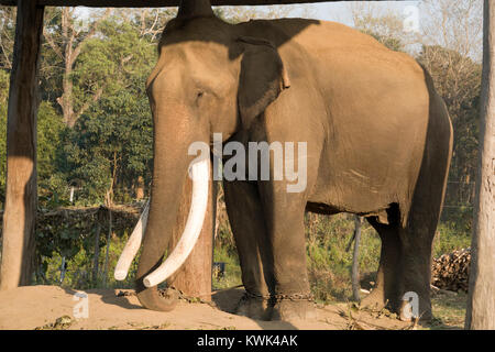 Großer Elefant mit Stoßzähnen zu züchten Zentrum in Kathmandu, Nepal Stockfoto