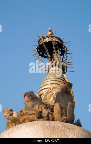 Rhesus macaque Affen auf der Stupa von Swayambhunath (Monkey Tempel) in Kathmandu, Nepal Stockfoto