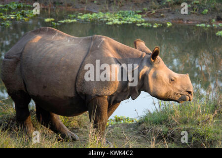Juvenile grössere - gehörnte Rhino (Rhinoceros unicornis) im Chitwan Nationalpark, Nepal Stockfoto