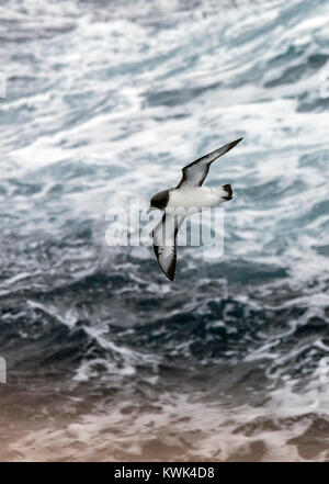 Kap Petrel; Daption capense; Vogel über die Drake Passage zwischen Argentinien und Antarktis fliegen Stockfoto