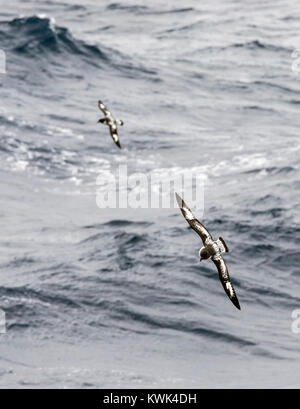 Kap Petrel; Daption capense; Vogel über die Drake Passage zwischen Argentinien und Antarktis fliegen Stockfoto