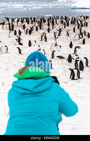 Reisende lange fotografieren-tailed Gentoo Penguins; Pygoscelis papua; Cuverville Island; Antarktis Stockfoto