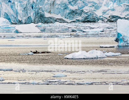 Schwertwale;; orca Orcinus orca); Wal; ozeanischen Dolphin; Antarktis Stockfoto