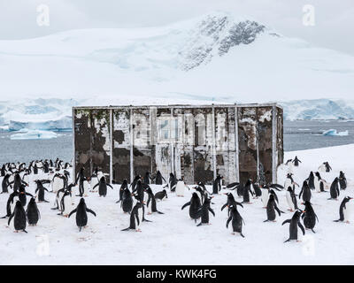 Long-tailed Gentoo Pinguin; Pygoscelis papua; Chilenische Research Center; Antarktis Stockfoto