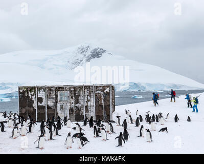 Alpine ski Bergsteiger zu Fuß durch Long-tailed Gentoo Pinguin; Pygoscelis papua; Chilenische Research Center; Antarktis Stockfoto