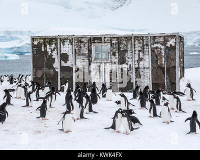 Long-tailed Gentoo Pinguin; Pygoscelis papua; Chilenische Research Center; Antarktis Stockfoto