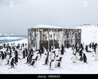 Long-tailed Gentoo Pinguin; Pygoscelis papua; Chilenische Research Center; Antarktis Stockfoto