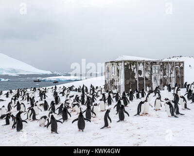 Long-tailed Gentoo Pinguin; Pygoscelis papua; Chilenische Research Center; Antarktis; Zokiac Boote über Stockfoto