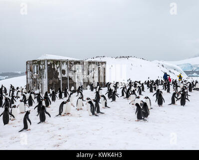 Alpine ski Bergsteiger zu Fuß durch Long-tailed Gentoo Pinguin; Pygoscelis papua; Chilenische Research Center; Antarktis Stockfoto