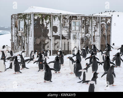 Long-tailed Gentoo Pinguin; Pygoscelis papua; Chilenische Research Center; Antarktis Stockfoto