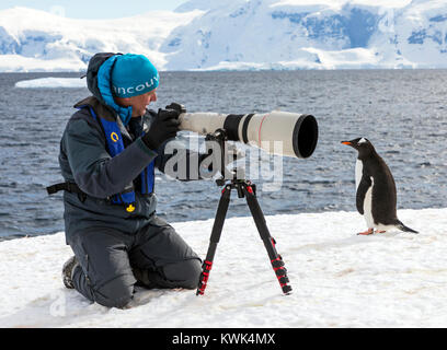 Fotograf mit riesigen teleobjektiv erfassen Bilder von Long-tailed Gentoo Penguins; Pygoscelis papua; Rongé Island; Arctowski Halbinsel; Antarktis Stockfoto