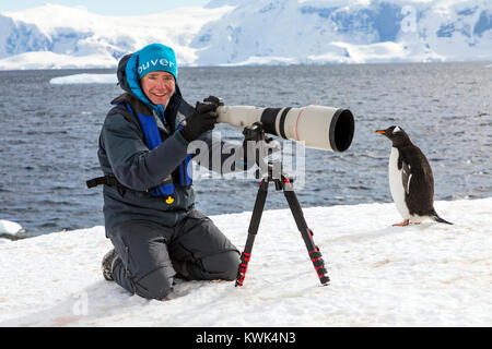 Fotograf mit riesigen teleobjektiv erfassen Bilder von Long-tailed Gentoo Penguins; Pygoscelis papua; Rongé Island; Arctowski Halbinsel; Antarktis Stockfoto