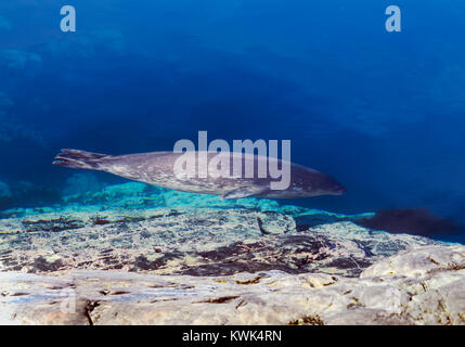 Weddell Dichtung Schwimmen entlang der Küste; Leptonychotes weddellii; Phocidae; Nansen Island; Antarktis Stockfoto