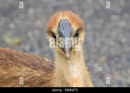 Ein cassowary Küken Nahaufnahme von Head View Stockfoto