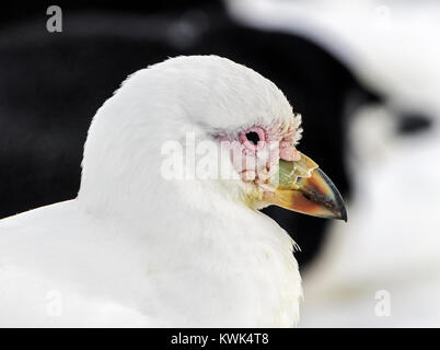 Snowy sheathbill; Chionis Albus; größere sheathbill; pale-faced sheathbill; Paddy; nur Land Vogel native zum Antarktischen Kontinent; Half Moon Island Stockfoto