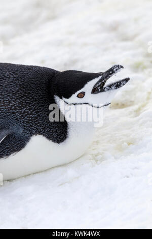 Zügelpinguin Pygoscelis antarcticus;; beringt pinguin ; bearded Penguin; stonecracker Penguin; Half Moon Island; Antarktis Stockfoto