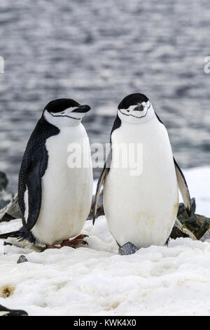 Zügelpinguin Pygoscelis antarcticus;; beringt pinguin ; bearded Penguin; stonecracker Penguin; Half Moon Island; Antarktis Stockfoto