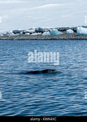 Antarktis Leopard Dichtung; Meer; Hydrurga leptonyx Leopard; Admiralty Bay, King George Island; Antarktis Stockfoto