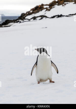 AdÃ© Penguin; Pygoscelis adeliae liegen; Arctowski Forschungsstation; Polnisch; King George Island; Antarktis Stockfoto