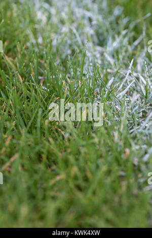 Weißer Streifen auf Gras Sportplatz lackiert Stockfoto
