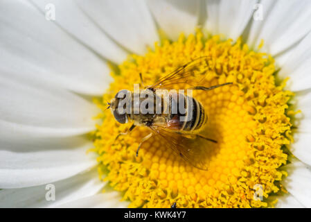Extreme Nahaufnahme von einer Honigbiene bestäubt eine daisy flower im Sommer