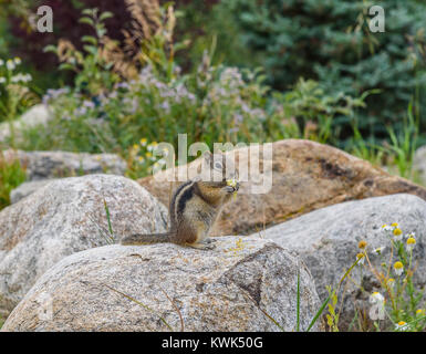 Glückliche kleine Eichhörnchen sitzt auf einem Felsen Nibbeln auf einer Blume Stockfoto