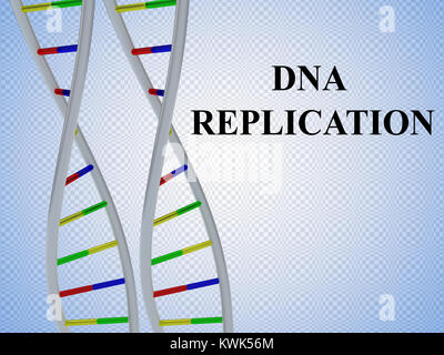 3D-Darstellung der DNA-Replikation script mit zwei identischen Basenpaare der DNS-Doppelhelix Stockfoto