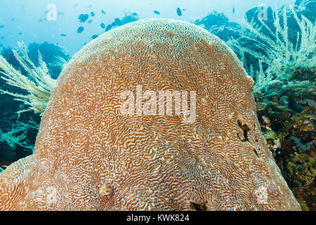 Coral Reef, Bunaken National Marine Park, Nord Sulawesi, Indonesien Stockfoto