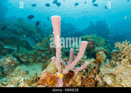 Röhrenschwämme, Bunaken National Marine Park in Nord Sulawesi, Indonesien Stockfoto