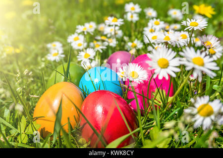 Schöne Aussicht auf die bunten Ostereier auf der Wiese zwischen Gänseblümchen und Löwenzahn in der Sonne liegen Stockfoto