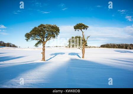 Zwei isolierte Scots Kiefern (Pinus sylvestris) werfen lange Schatten konvergieren in der Morgensonne an einem verschneiten Wintertag in Aberdeenshire Stockfoto