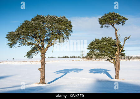 Zwei isolierte Scots Kiefern (Pinus sylvestris) werfen lange Schatten konvergieren in der Morgensonne an einem verschneiten Wintertag in Aberdeenshire Stockfoto